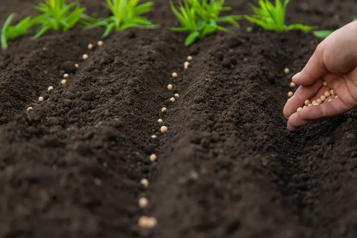 cest-le-moment-de-planter-vos-petits-pois-ne-perdez-pas-de-temps-pour-avoir-une-bonne-recolte