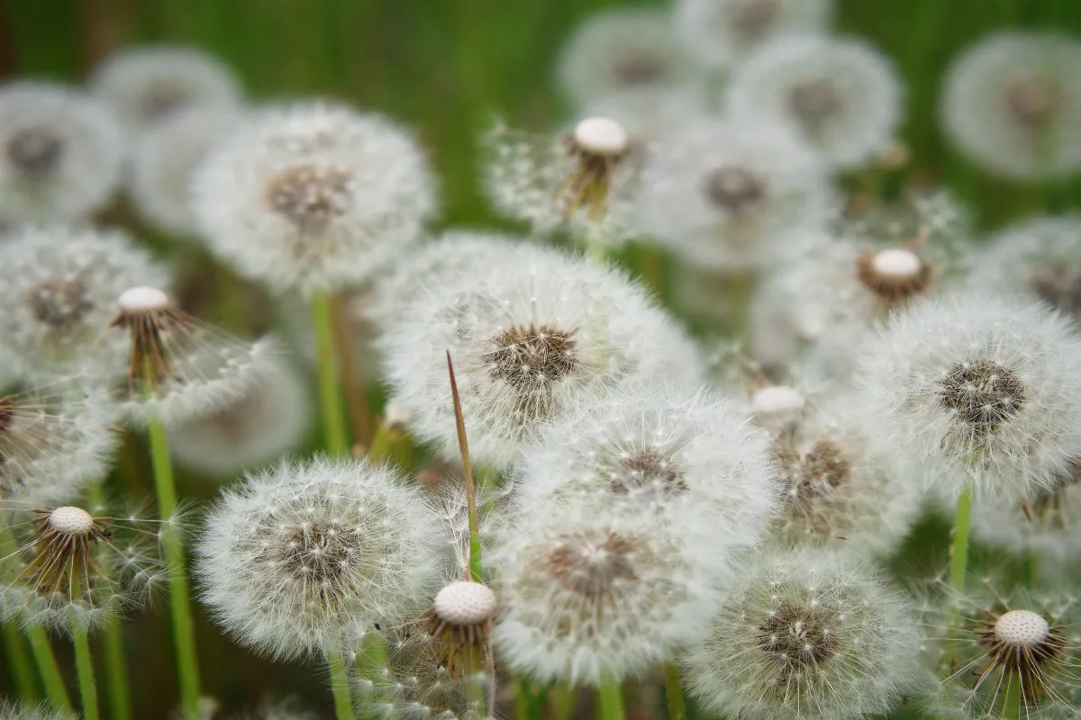 cette-astuce-toute-simple-vous-debarrasse-enfin-des-pissenlits-dans-votre-jardin-decouvrez-laquelle