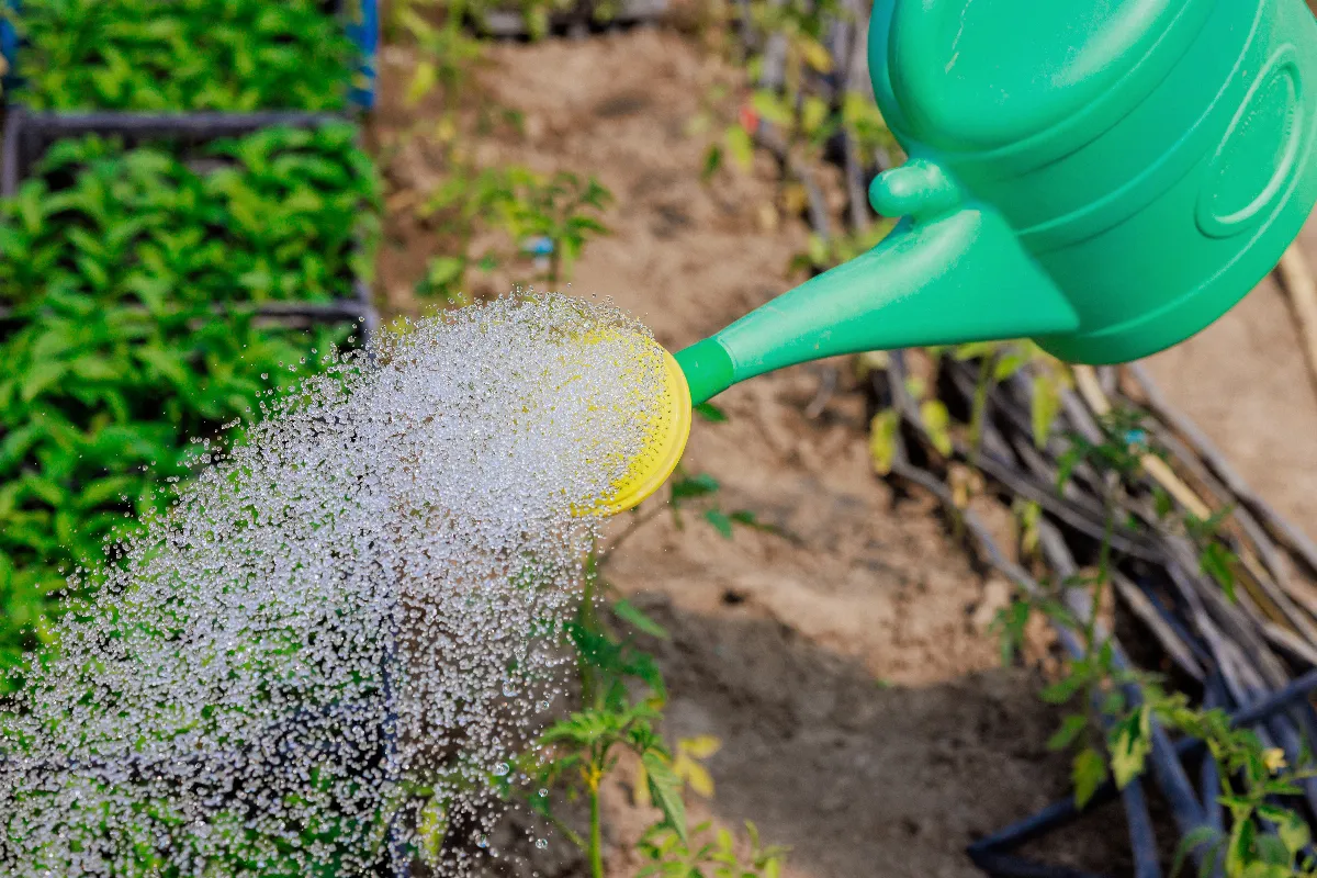 comment-bien-arroser-son-potager-en-avril-bonnes-pratiques-et-erreurs-a-eviter