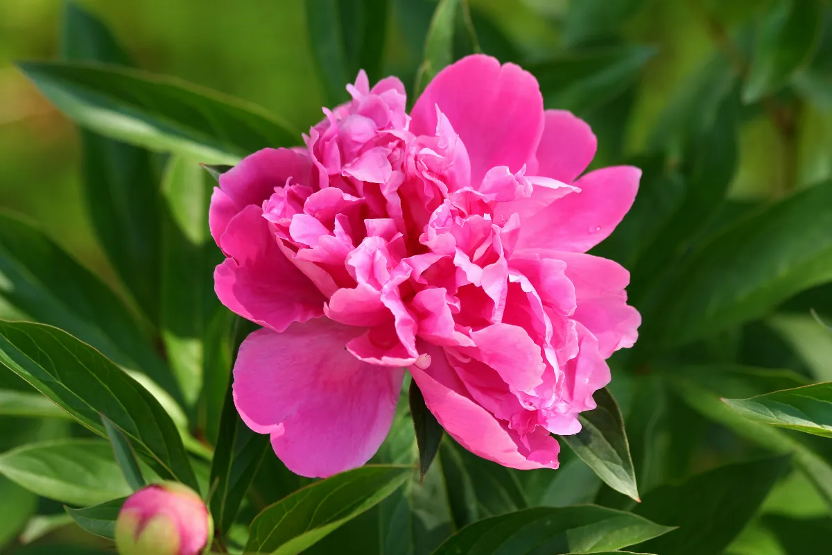 comment-bien-tailler-vos-pivoines-en-avril-les-4-astuces-a-connaitre-absolument-pour-favoriser-leur-floraison