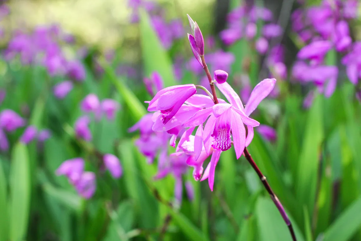 comment-multiplier-lorchidee-de-jardin-bletilla-striata