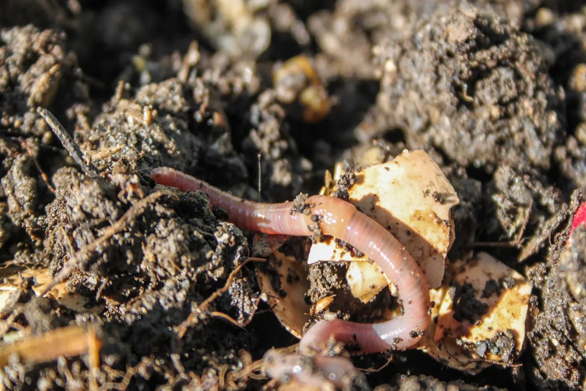 compost-quelle-est-cette-astuce-pour-eloigner-definitivement-les-insectes