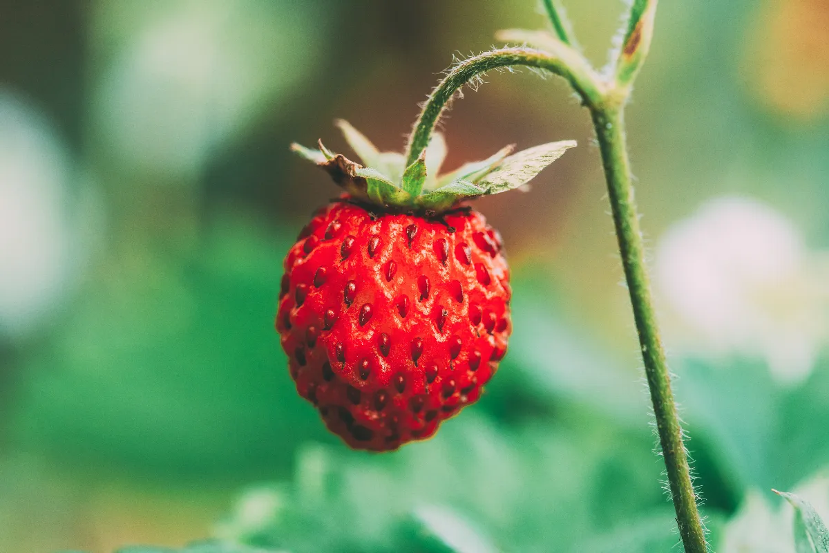 cultiver-des-fraises-dans-des-bouteilles-plastiques-voici-comment-faire