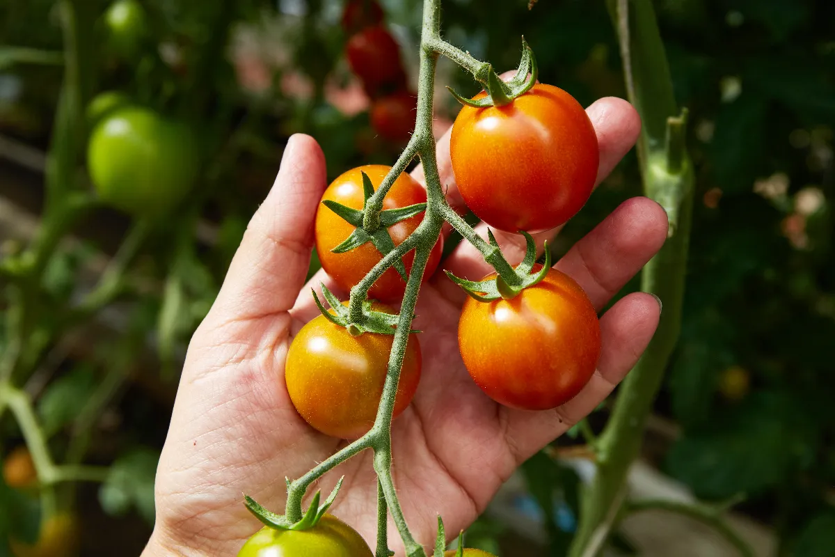 culture-de-vos-tomates-quelles-sont-ces-6-erreurs-a-ne-surtout-pas-faire-cette-annee