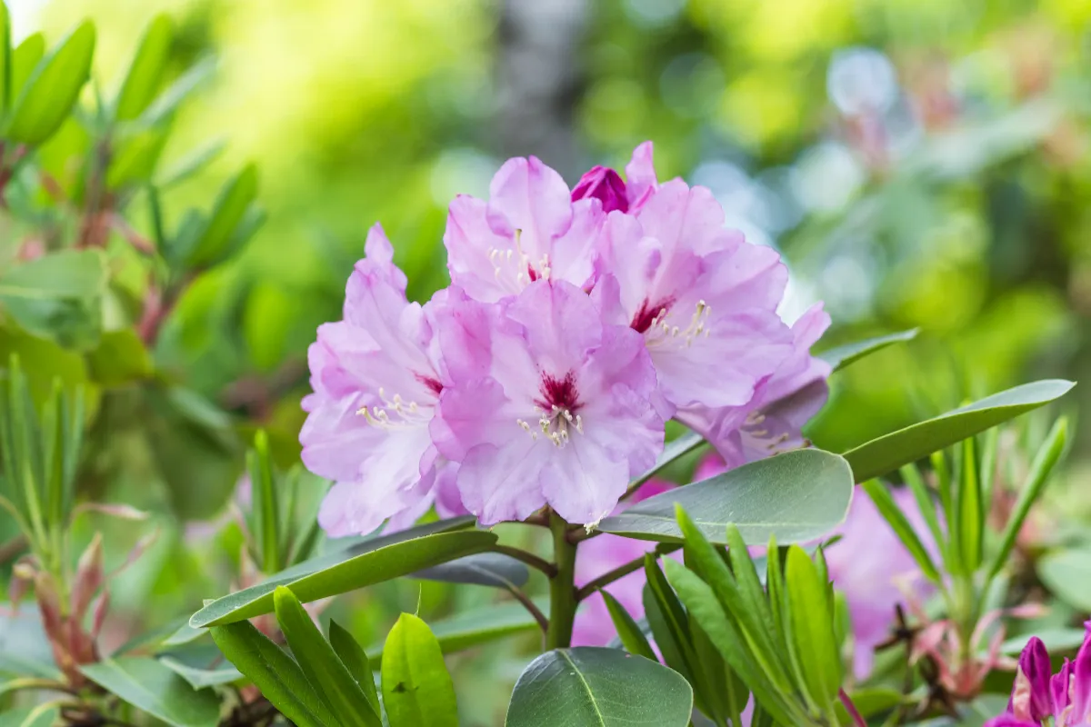 debut-mai-est-ce-le-bon-moment-pour-tailler-votre-rhododendron-voici-la-reponse