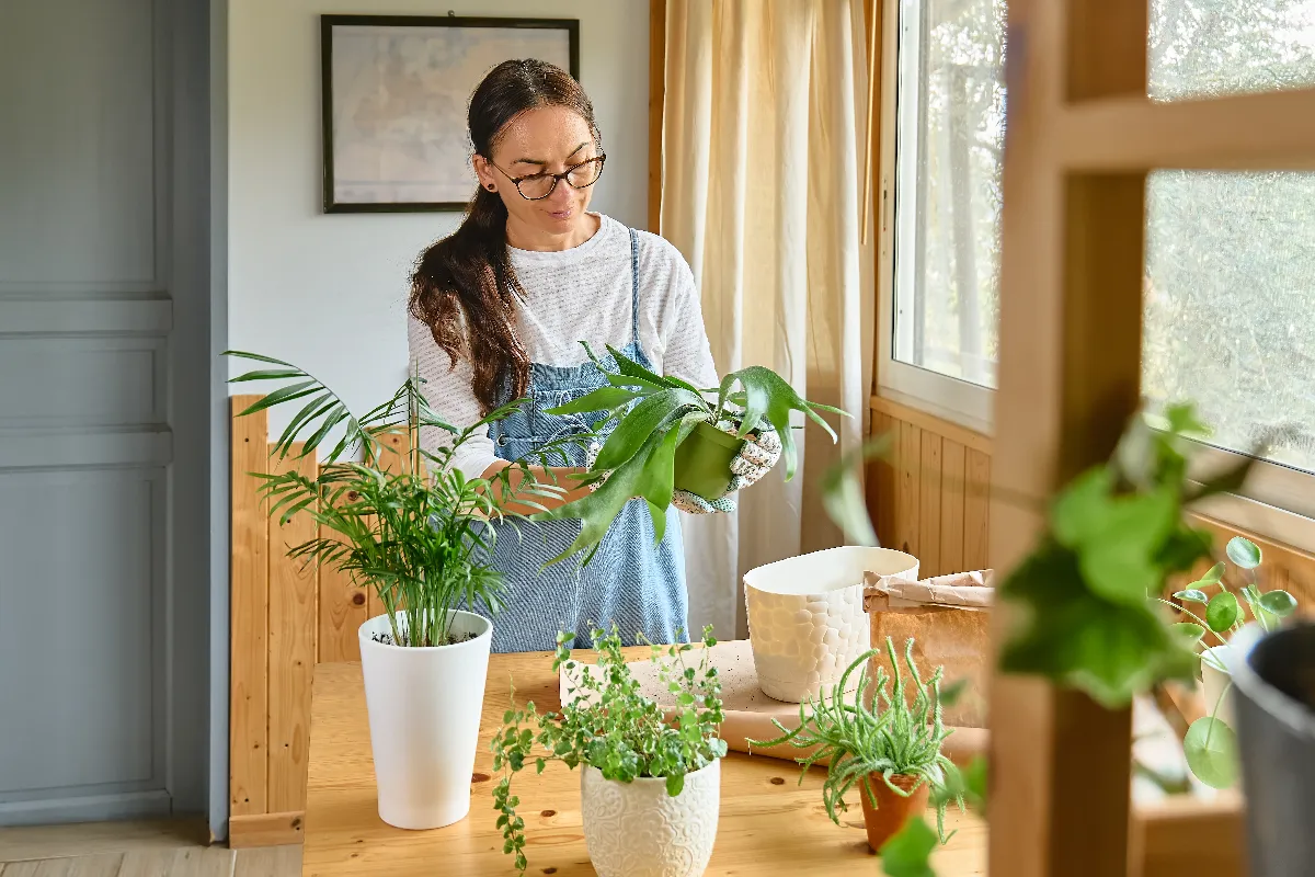 decouvrez-comment-et-quand-rempoter-les-plantes-dinterieur-pour-booster-leur-croissance-debut-du-printemps