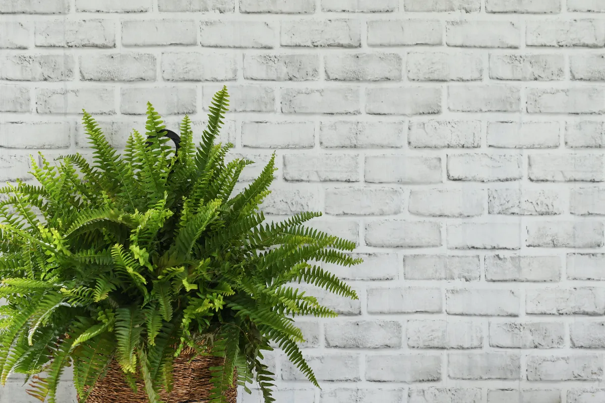 dites-adieu-a-lhumidite-dans-votre-maison-grace-a-ces-3-plantes-decouvrez-lesquelles