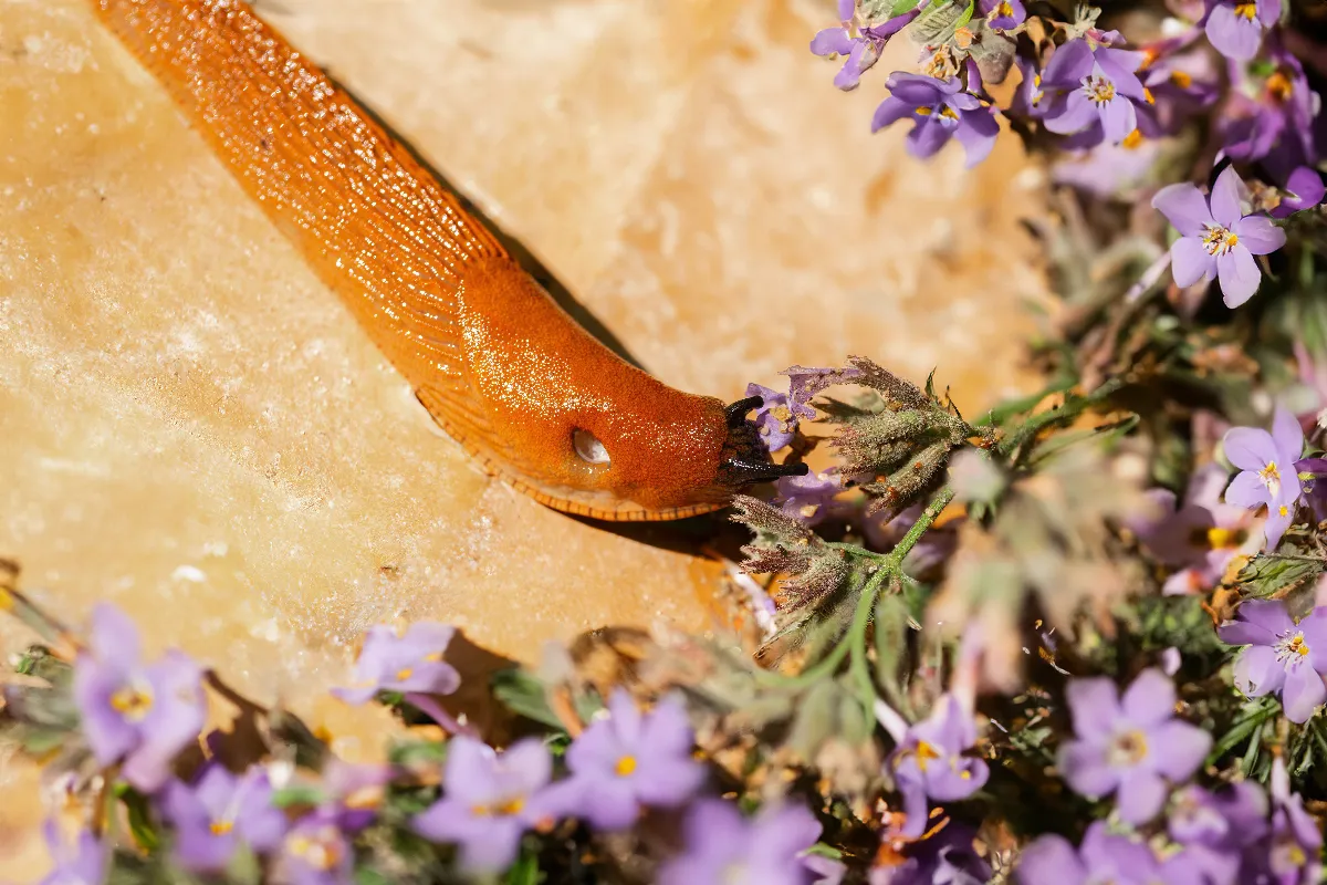 eloignez-durablement-les-limaces-de-votre-jardin-grace-a-cette-astuce-naturelle-incroyable