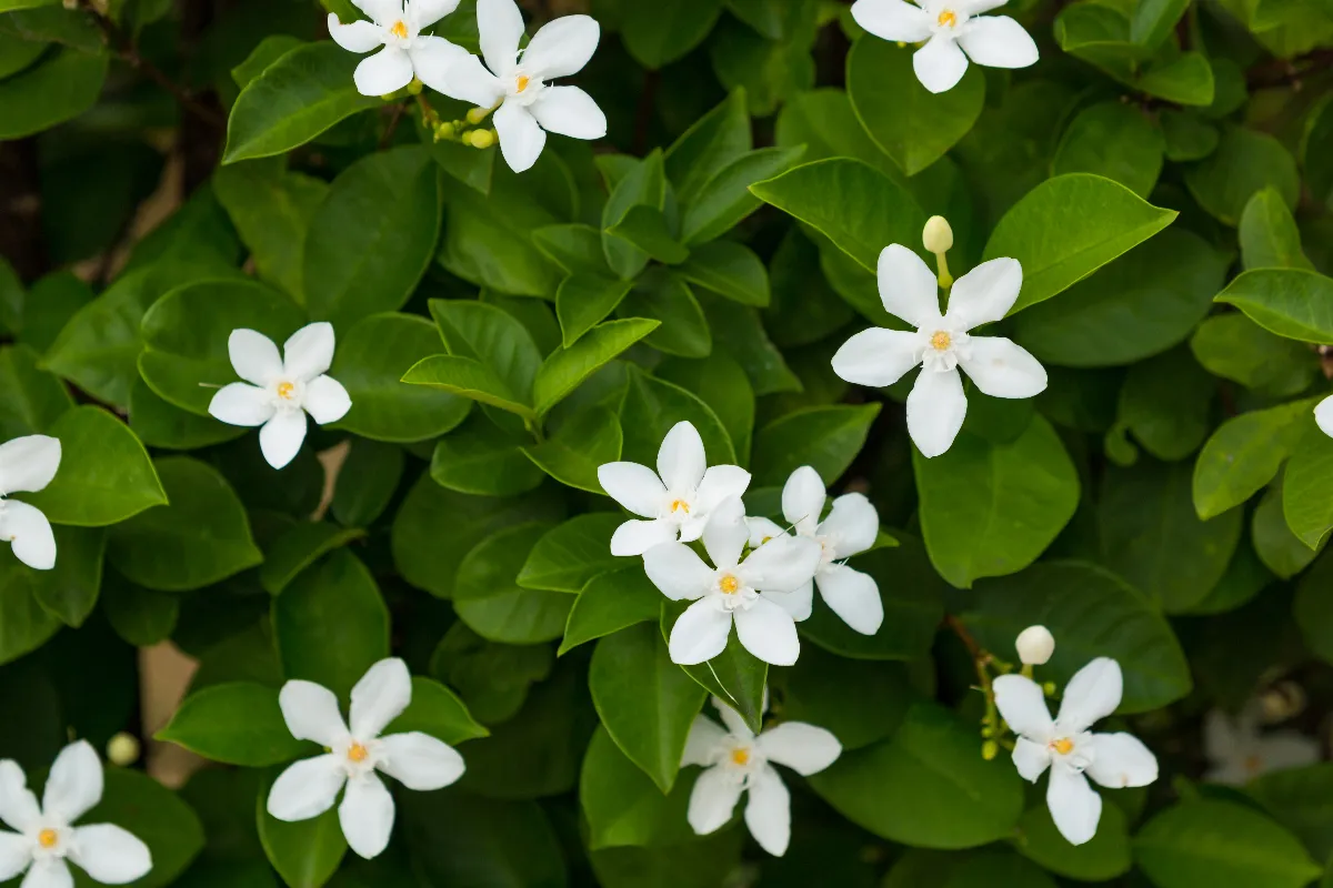 est-ce-la-bonne-periode-pour-planter-le-jasmin-voici-tout-ce-que-vous-devez-savoir