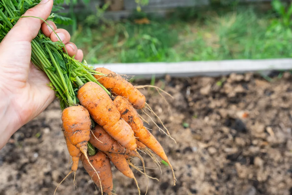 est-ce-le-bon-moment-pour-semer-vos-carottes-decouvrez-comment-avoir-une-recolte-abondante-cette-annee
