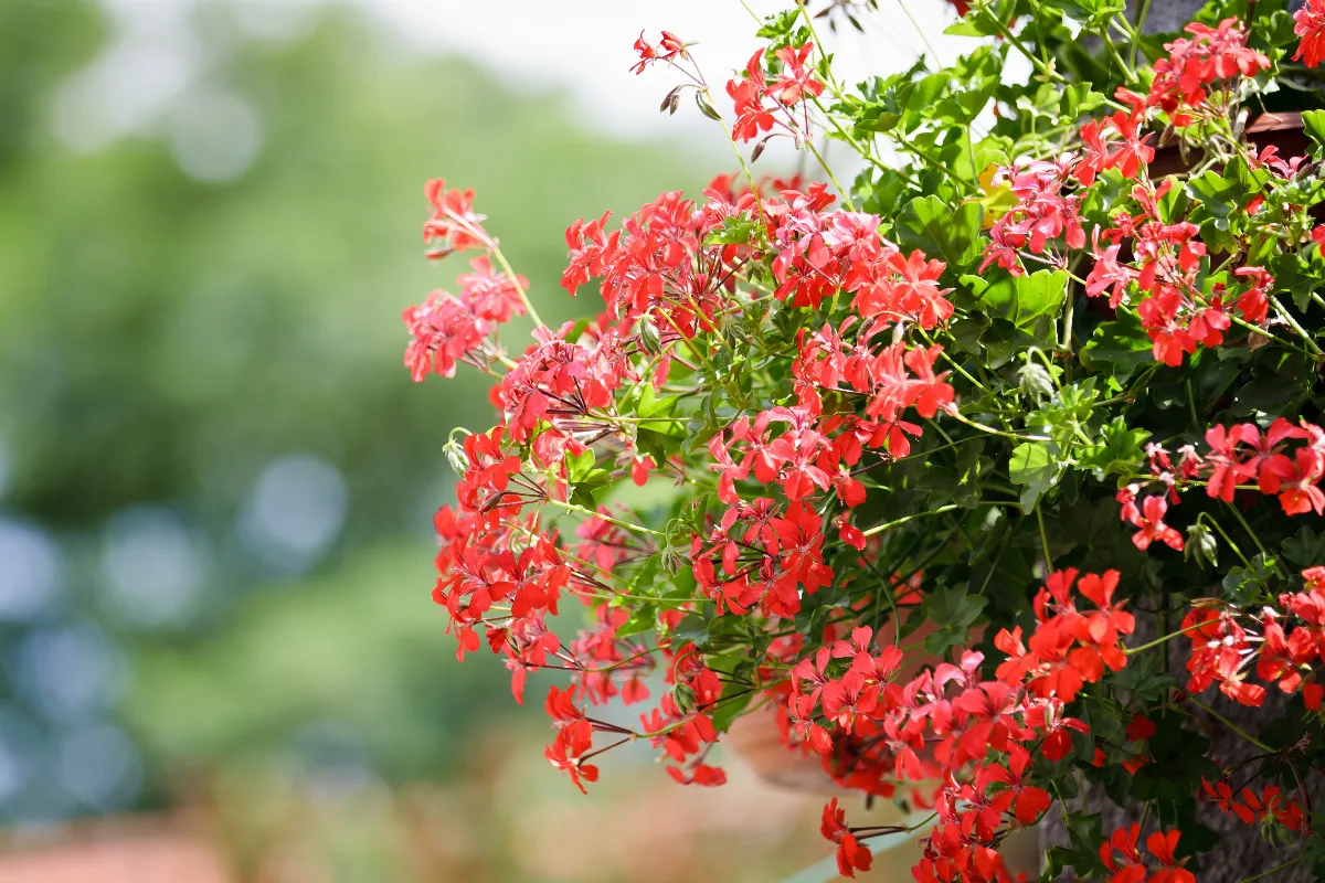 faire-pousser-des-geraniums-sur-son-balcon-voici-comment-bien-les-entretenir