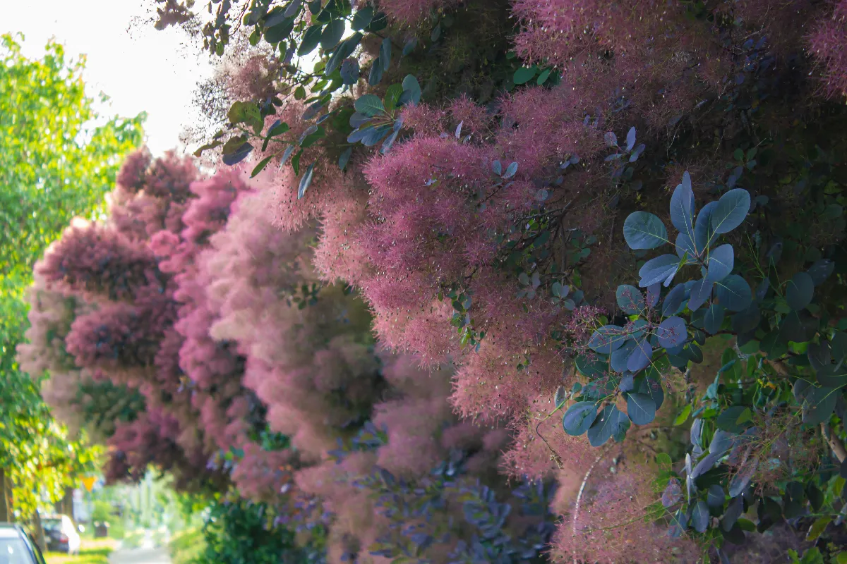 faire-pousser-un-arbre-a-perruque-dans-son-jardin-tout-ce-que-vous-devez-savoir