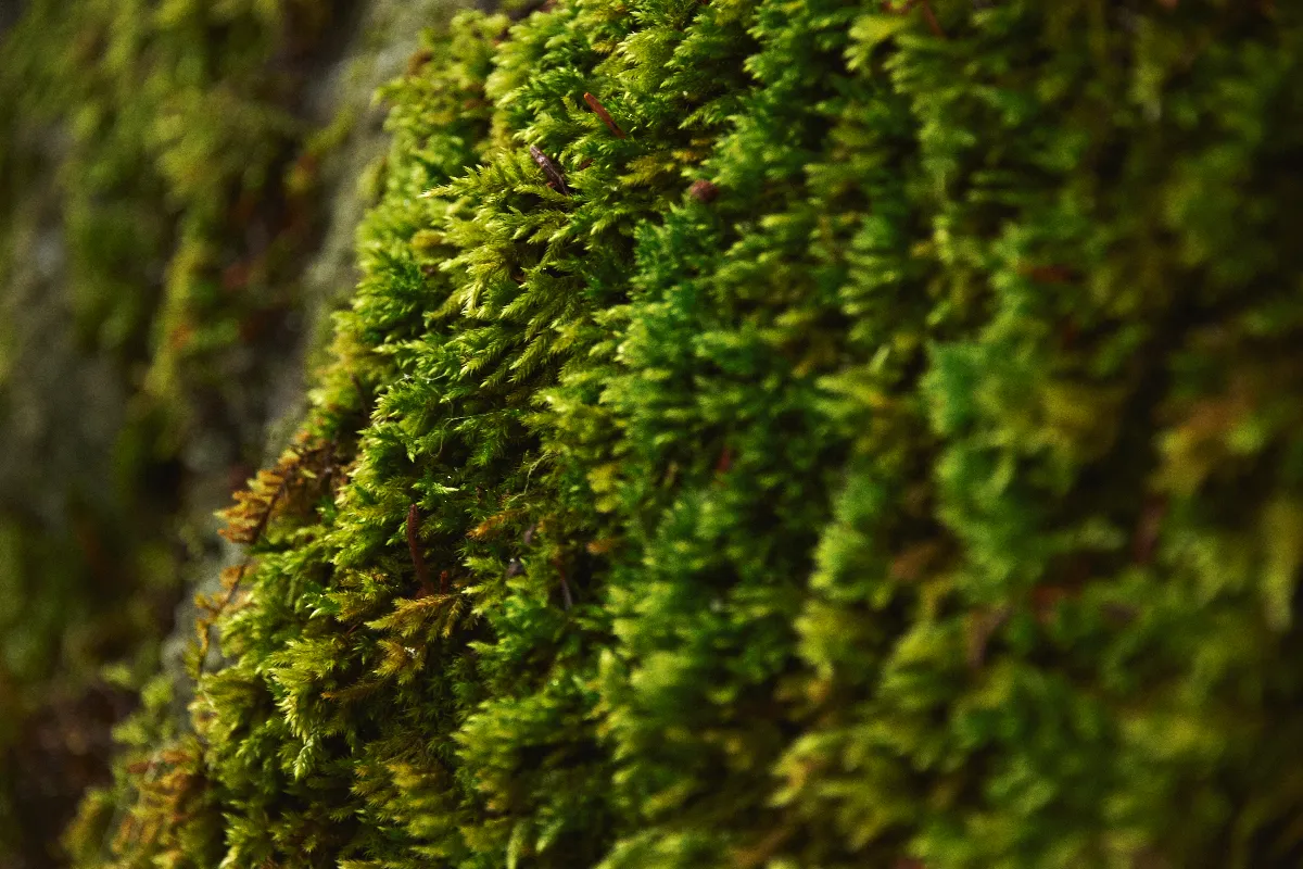 faut-il-retirer-la-mousse-sur-vos-arbres-fruitiers-voici-les-bonnes-pratiques