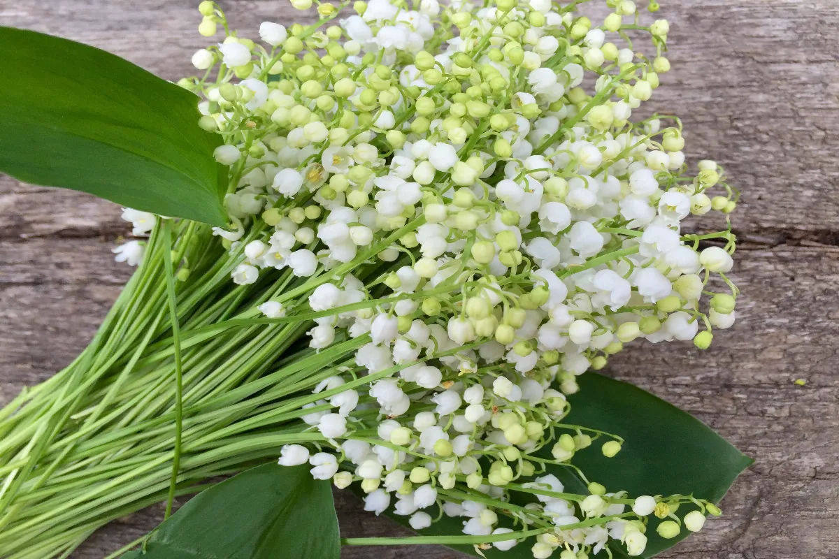 fete-du-muguet-pourquoi-on-offre-du-muguet-le-1er-mai-voici-la-reponse