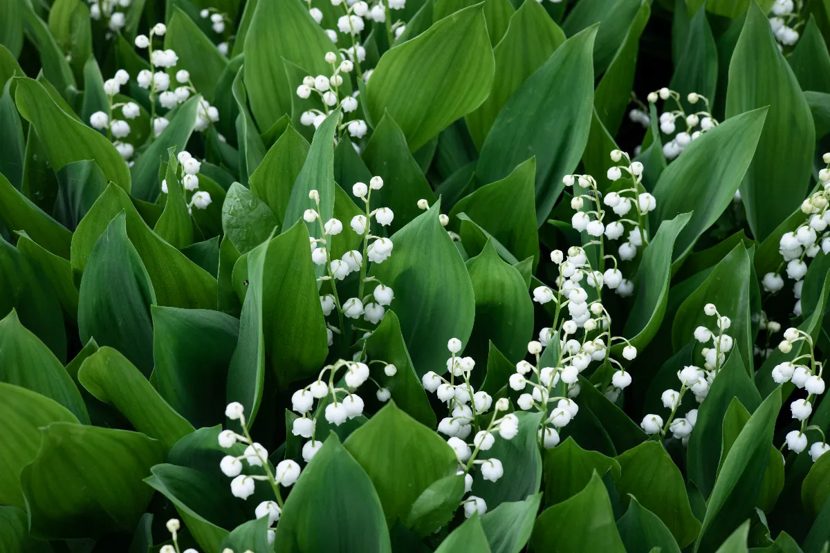 Fête du muguet voici la bonne technique pour cultiver et récolter son muguet pour le 1er mai