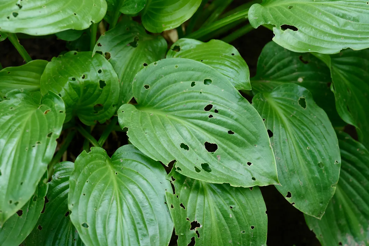 fini-les-problemes-de-limaces-dans-votre-jardin-avec-cette-astuce-incroyable-decouvrez-laquelle