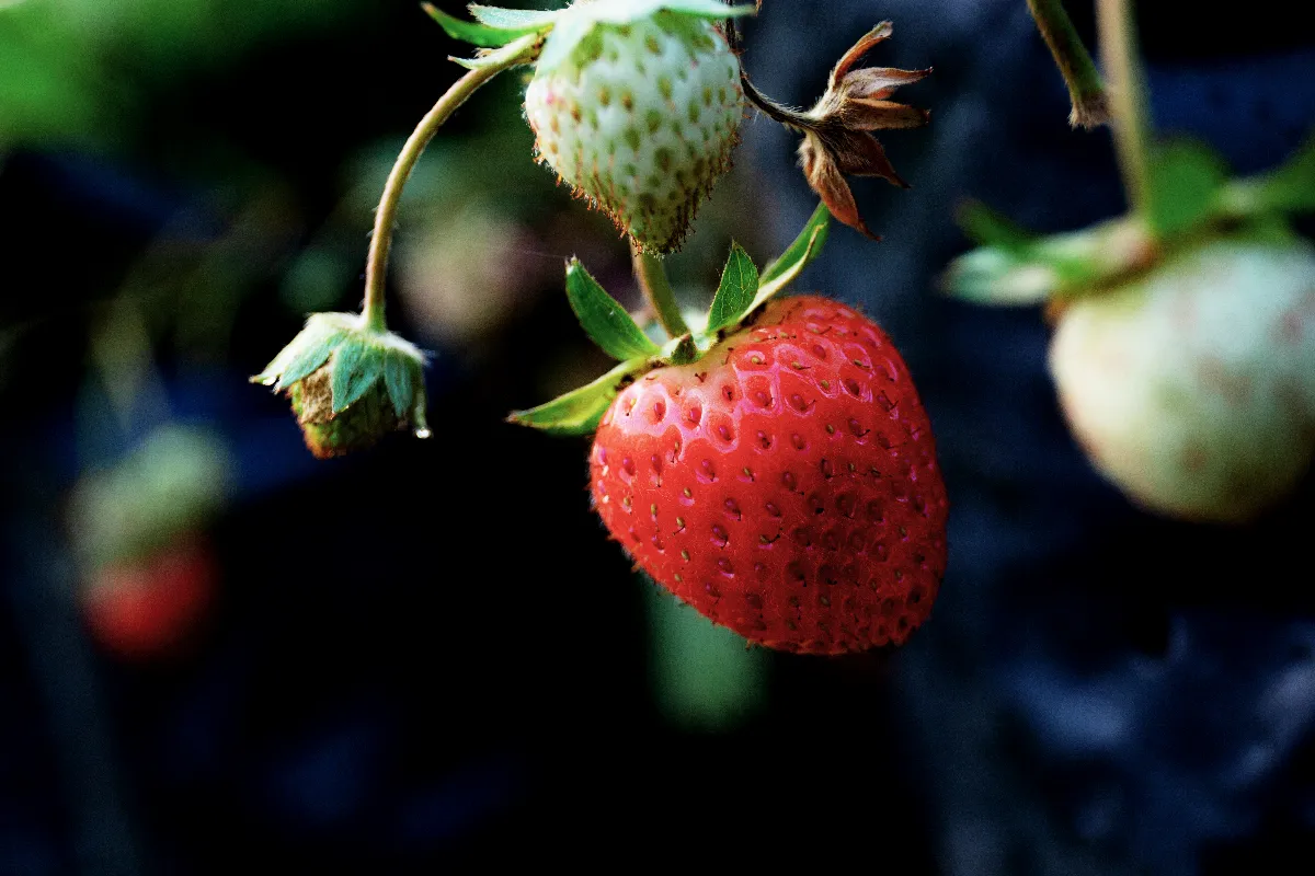 fraisiers-5-secrets-pour-ameliorer-naturellement-votre-recolte-cette-annee