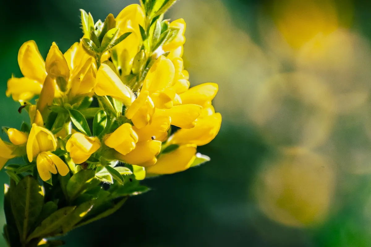 genet-decouvrez-la-beaute-de-cette-fleur-avec-sa-floraison-au-printemps