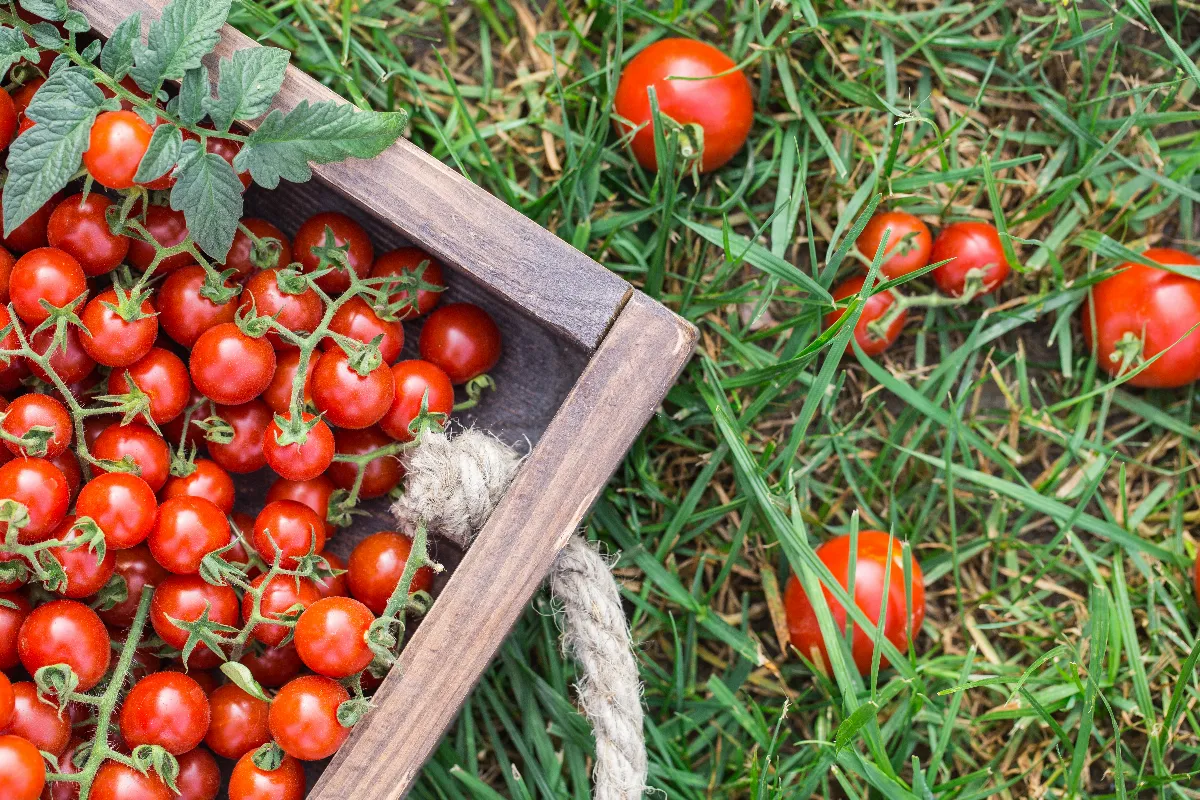 les-6-etapes-essentielles-pour-reussir-votre-culture-de-tomates-cerises-cette-annee-ne-faites-plus-derreur