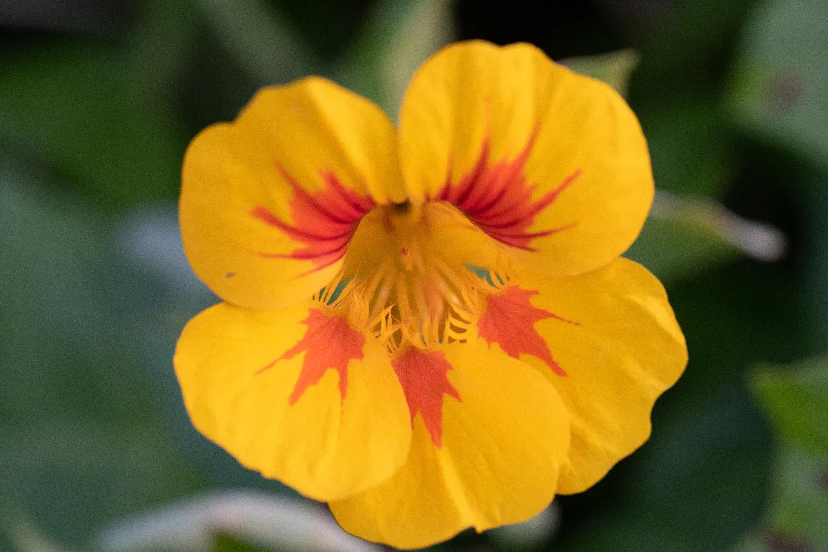 les-8-erreurs-a-ne-surtout-pas-faire-pour-avoir-de-belles-capucines