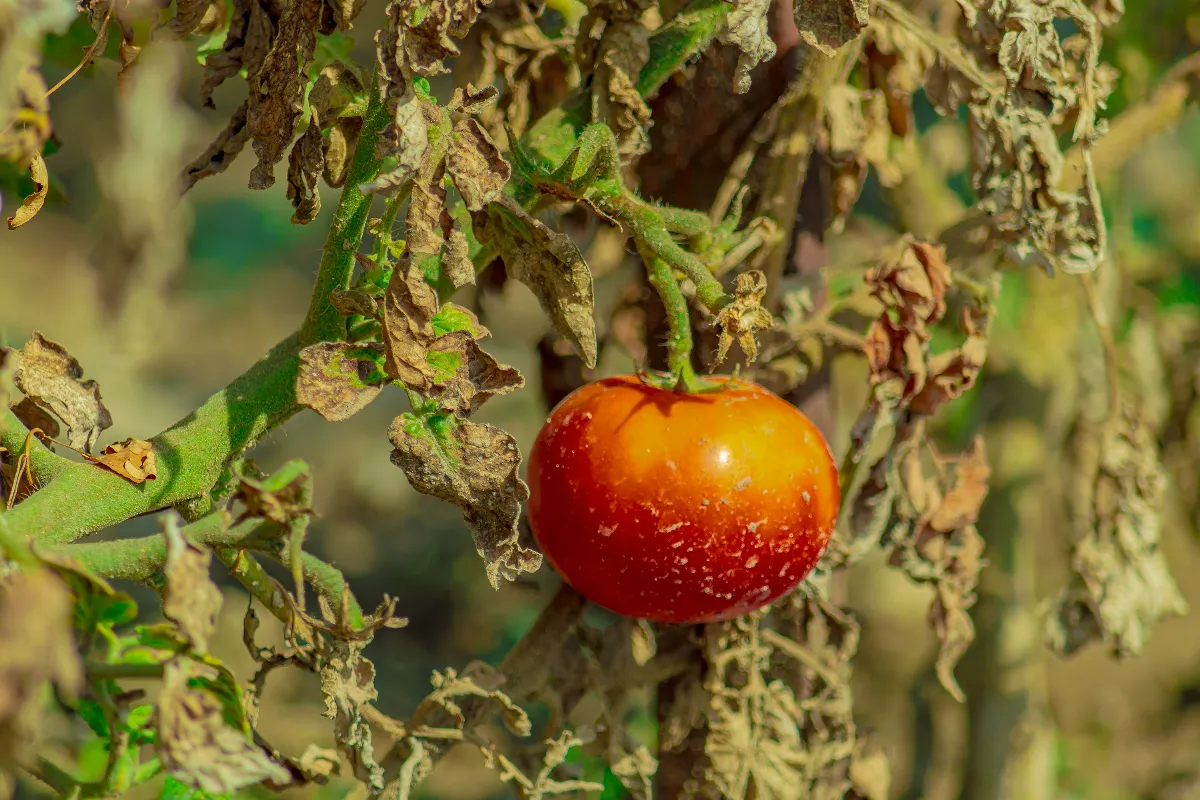 les-astuces-pour-lutter-et-prevenir-efficacement-contre-le-mildiou-de-la-tomate-decouvrez-les-bons-gestes