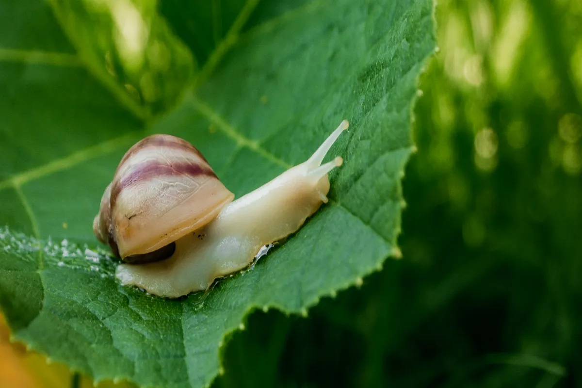 les-limaces-et-escargots-envahissent-votre-jardin-voici-les-plantes-repulsives-pour-sen-debarrasser