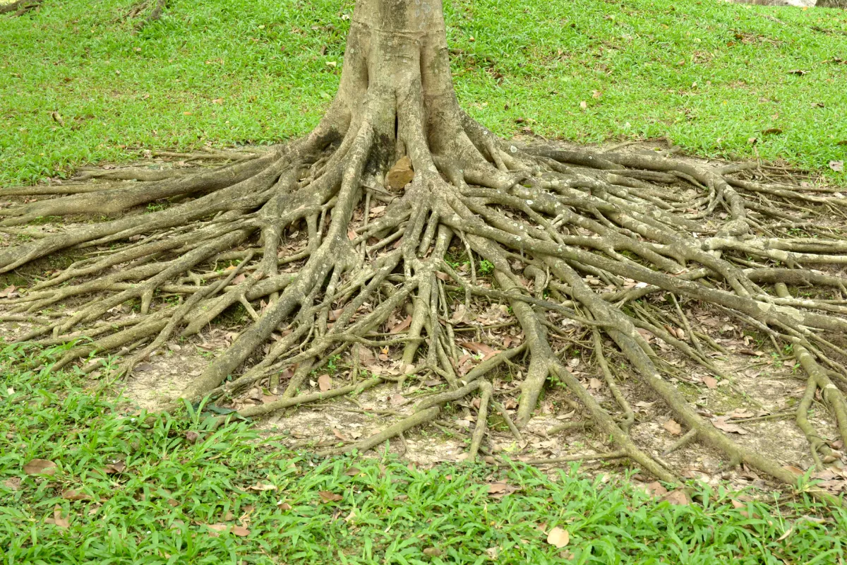 limitez-enfin-le-developpement-des-racines-dun-arbre-avec-ces-5-astuces-infaillibles