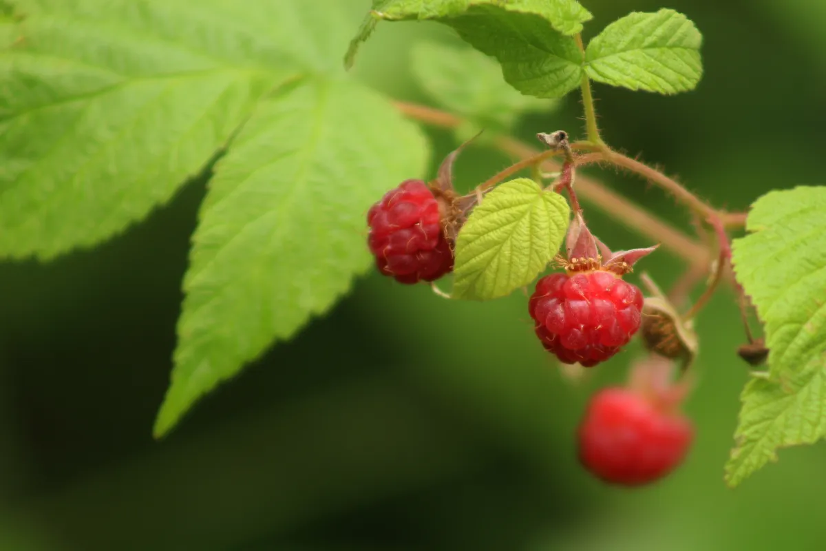 mettre-du-marc-de-cafe-sur-vos-framboisiers-est-ce-une-bonne-solution-voici-la-reponse