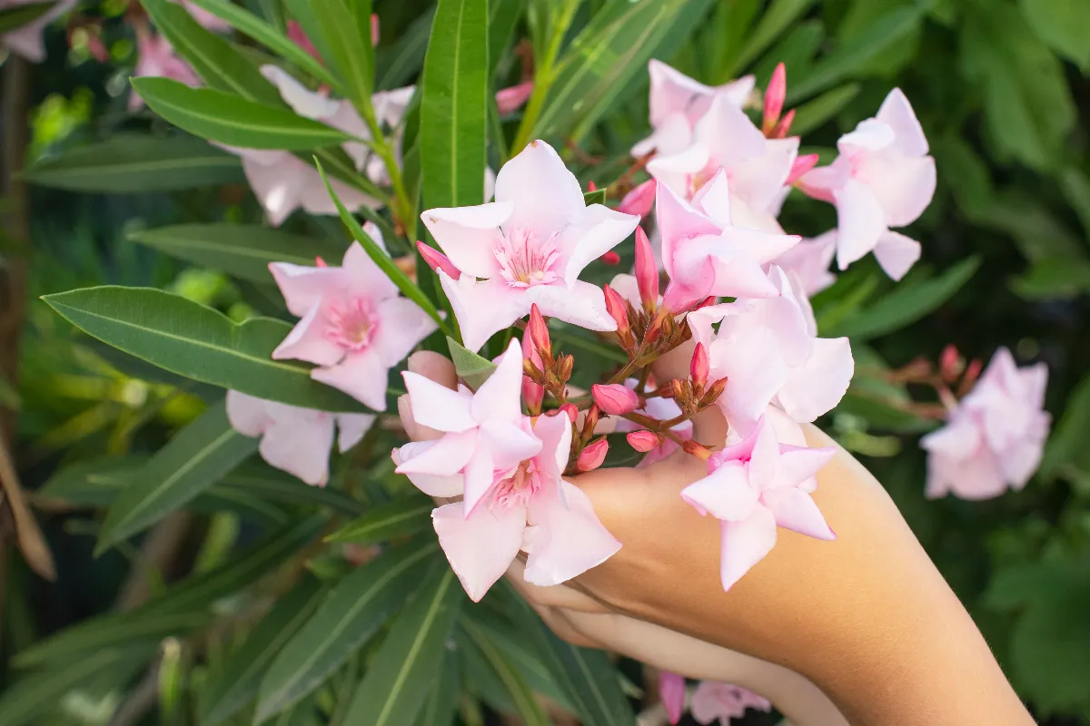 mettre-du-marc-de-cafe-sur-votre-laurier-rose-est-ce-une-bonne-idee-voici-la-reponse