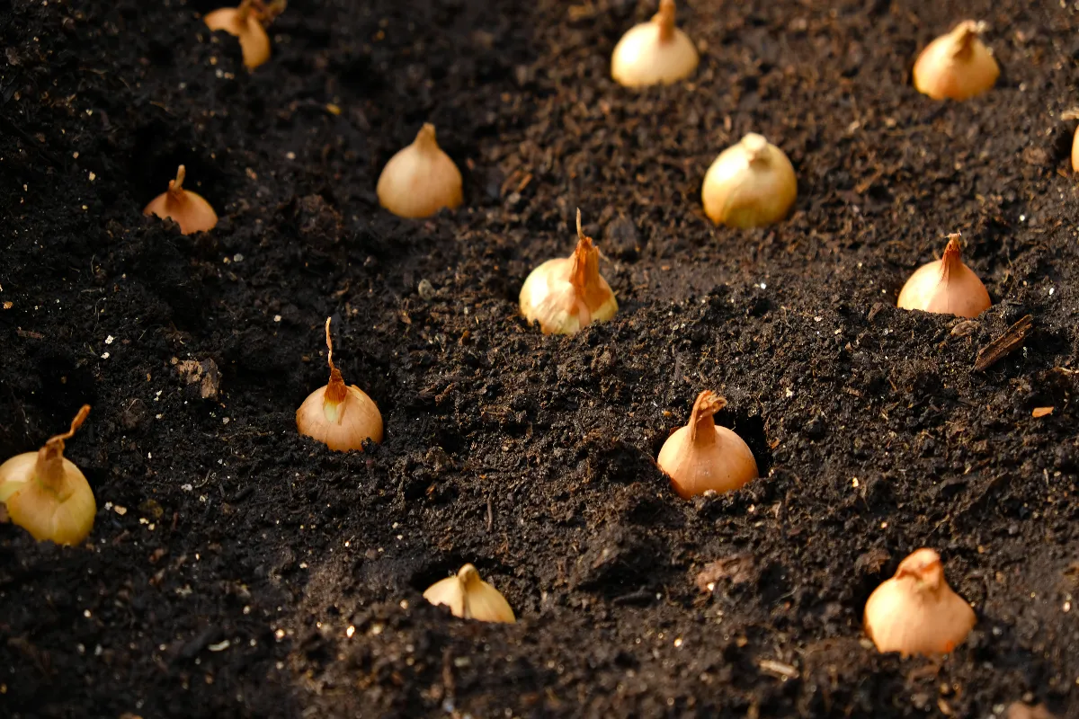 planter-et-cultiver-des-oignons-5-etapes-essentielles-a-respecter-absolument