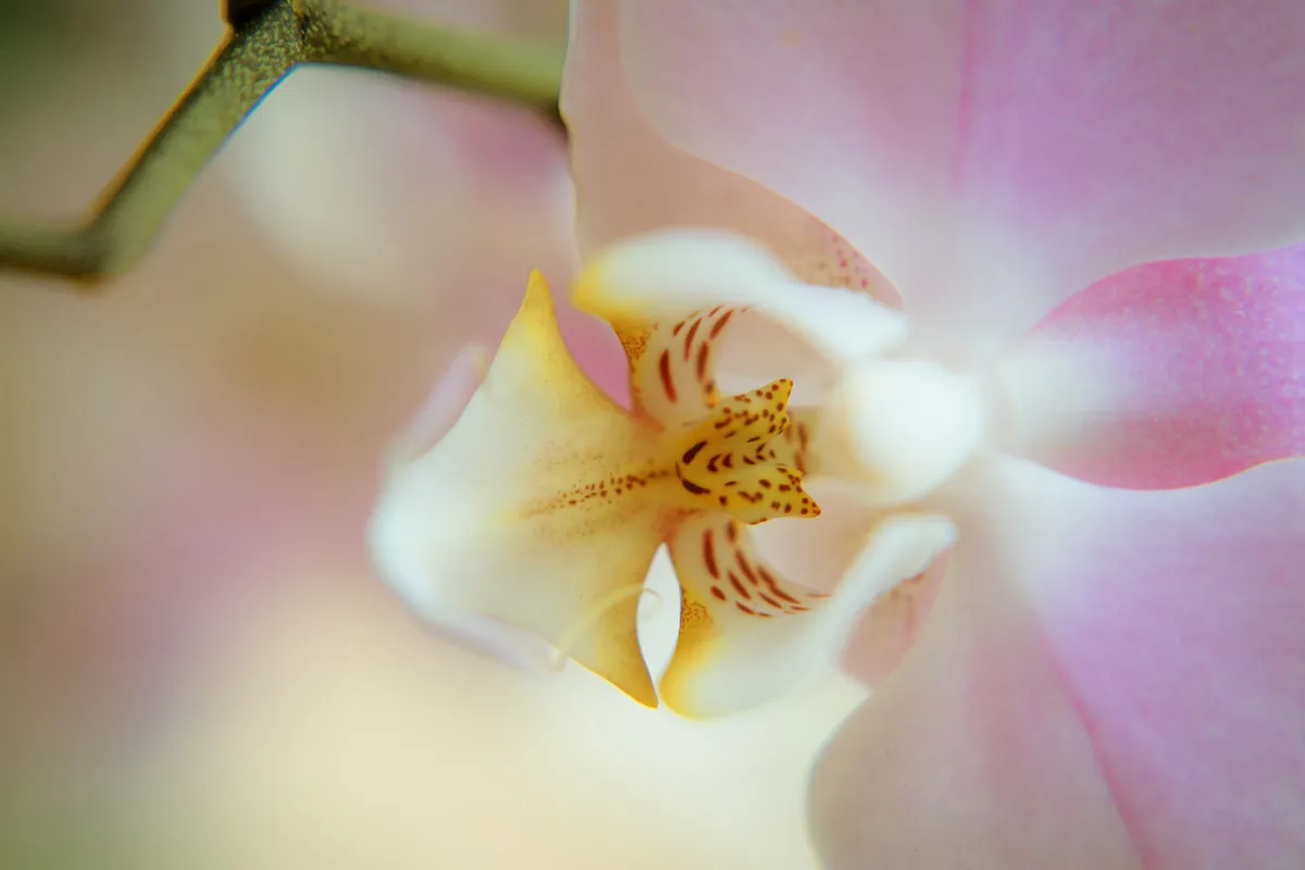 plantes-monocotyledones-decouvrez-ces-especes-incroyables-et-voici-comment-les-entretenir