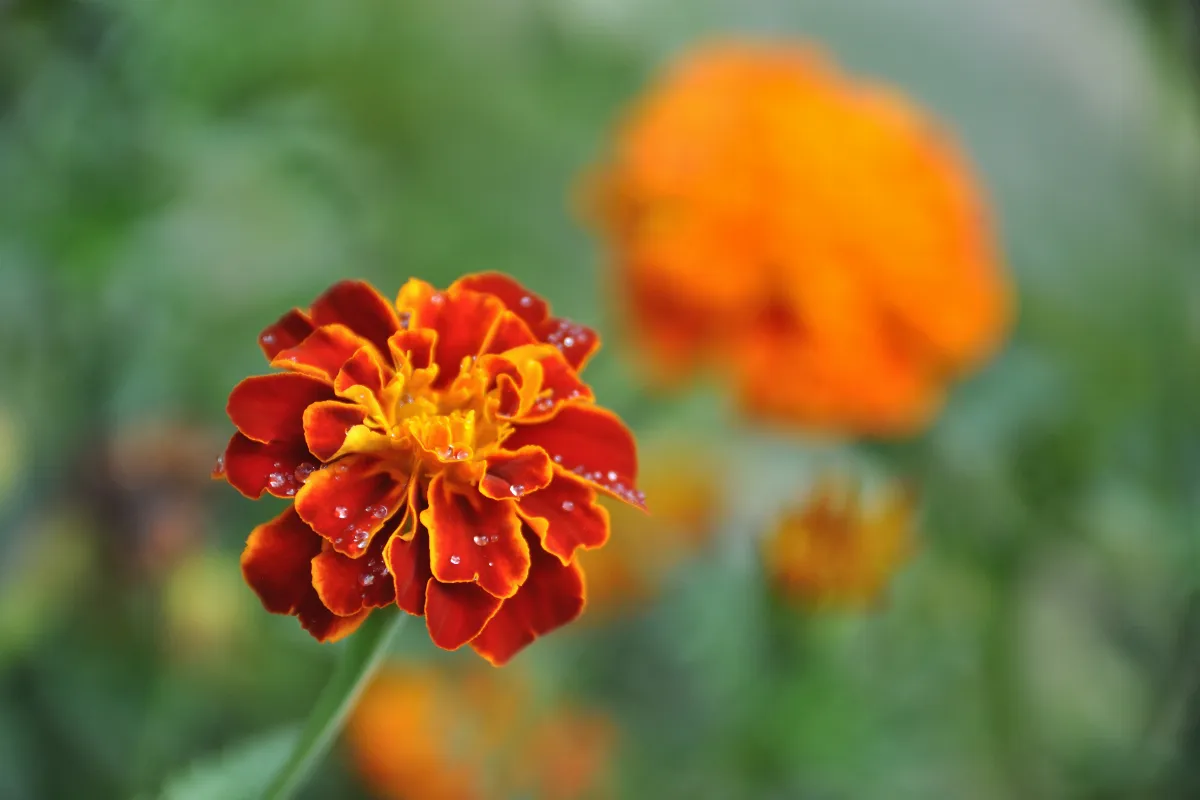 pourquoi-planter-des-oeillets-dinde-entre-les-tomates