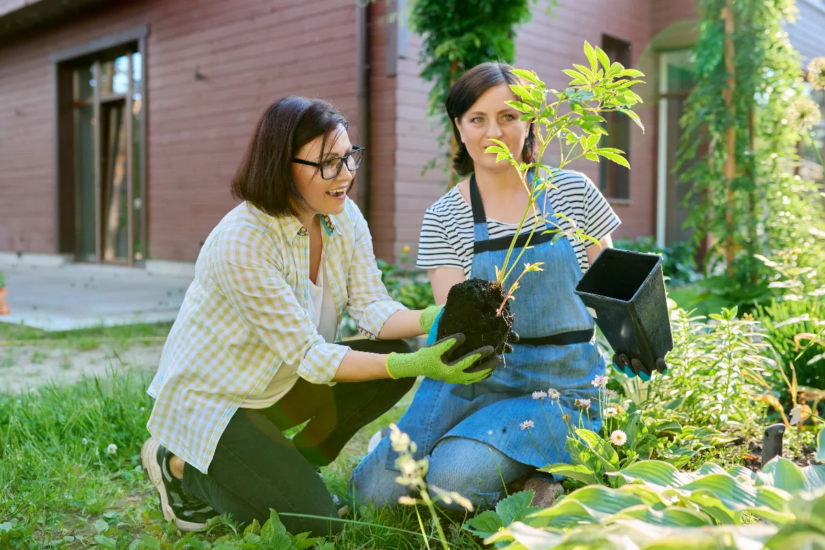 pourquoi-vous-devez-absolument-transplanter-vos-pivoines-avant-la-fin-du-mois-ne-tardez-pas