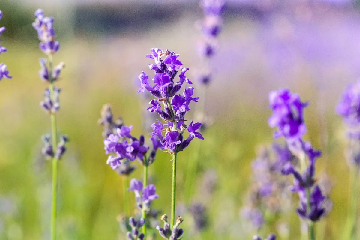 quand-transplanter-un-pied-de-lavande-avril