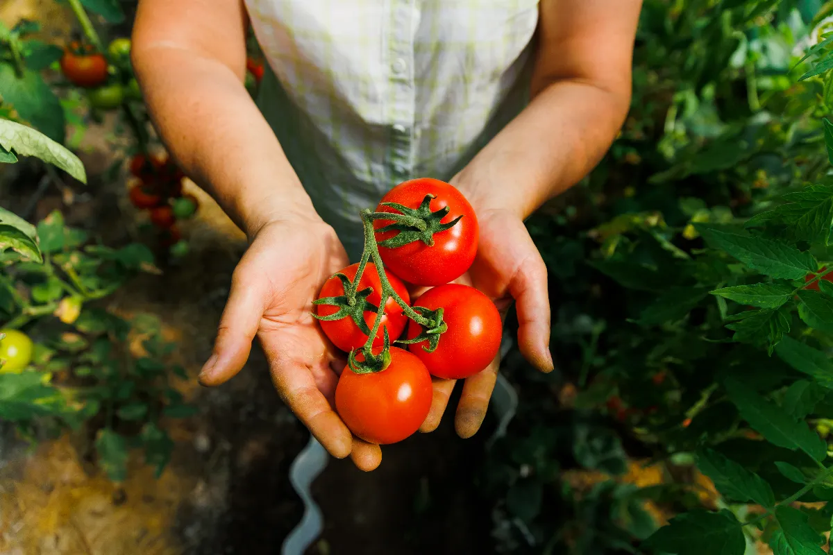 quelle-est-cette-astuce-meconnue-a-faire-des-maintenant-pour-accelerer-votre-recolte-de-tomates