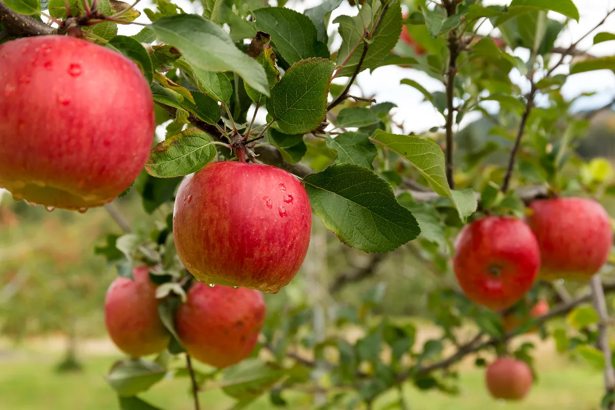 quelle-plante-faut-il-mettre-au-pied-de-votre-pommier-pour-booster-sa-croissance