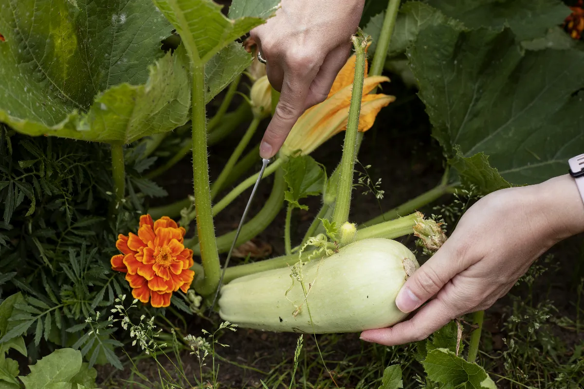 quelles-plantes-associer-a-vos-plants-de-courgettes-pour-booster-votre-recolte-voici-les-4-meilleures