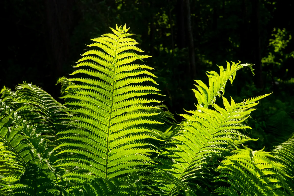 quelles-plantes-choisir-pour-lutter-contre-les-mauvaises-herbes-decouvrez-ces-3-especes-incroyables