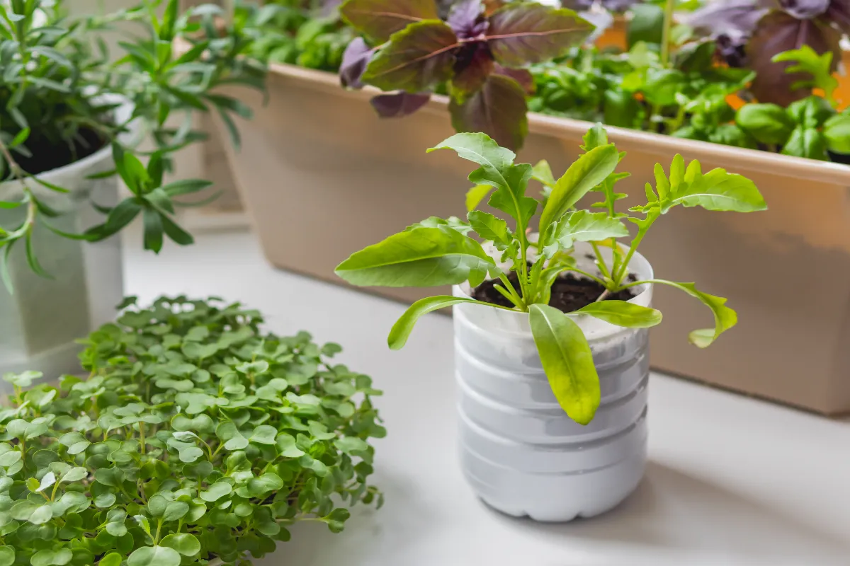 realiser-vos-semis-dans-une-bouteille-bonne-ou-mauvaise-idee-voici-la-reponse