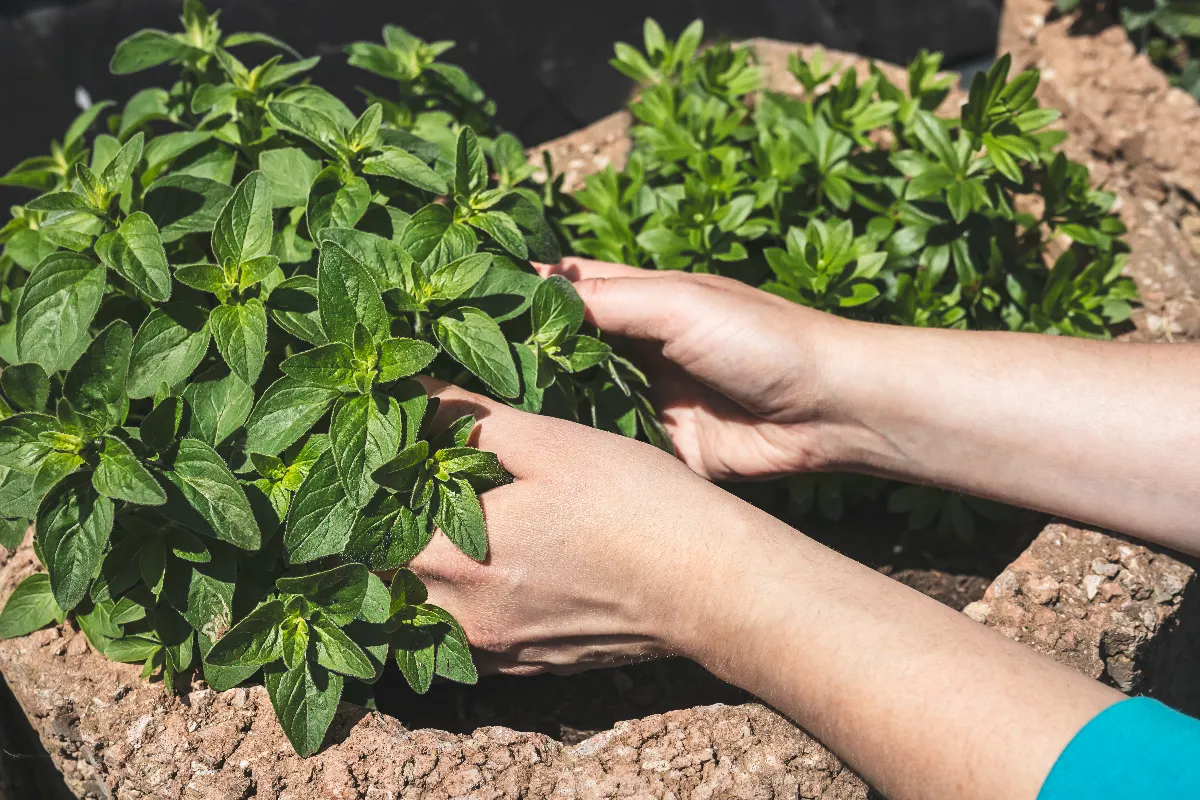 reussir-la-culture-de-vos-herbes-aromatiques-suivez-ces-conseils-sur-la-taille-et-lentretien