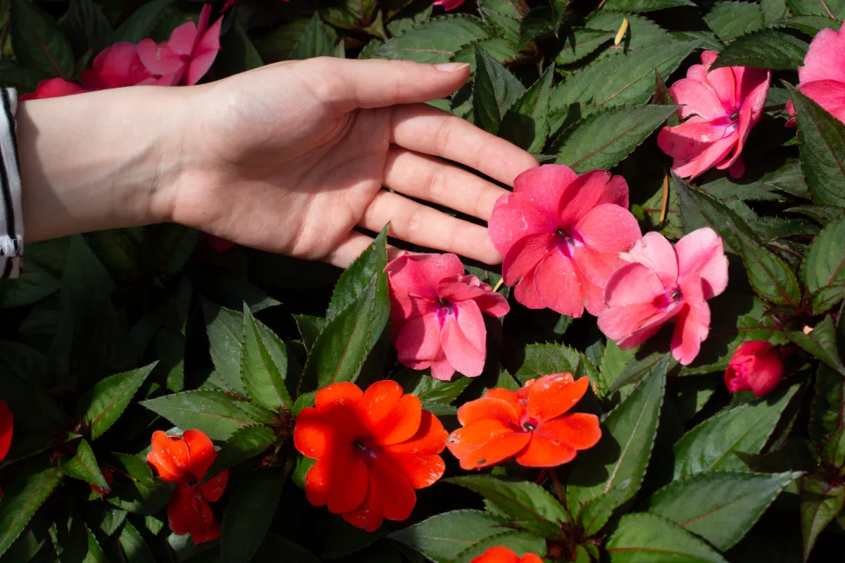 sunpatiens-decouvrez-cette-plante-qui-resiste-parfaitement-a-la-chaleur-et-au-soleil