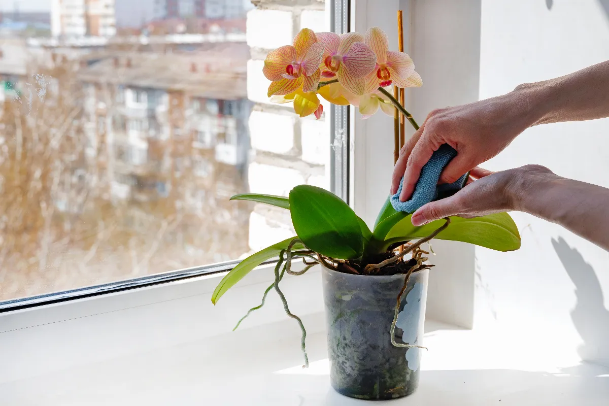 tailler-ou-non-les-feuilles-jaunies-dune-orchidee-voici-la-bonne-pratique-pour-lentretien-de-votre-plante