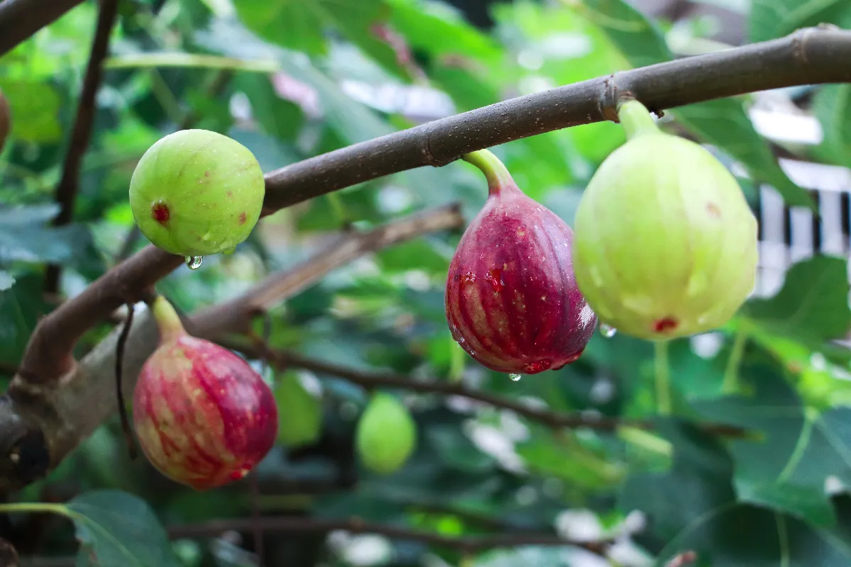 taillez-votre-figuier-des-maintenant-pour-une-recolte-abondante-cet-ete