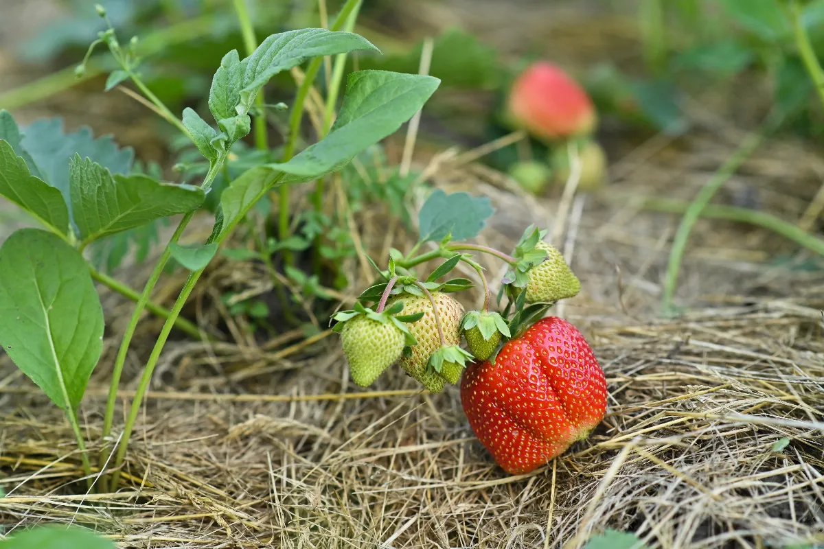 utiliser-du-paillis-pour-vos-fraisiers-est-ce-vraiment-utile-voici-la-reponse