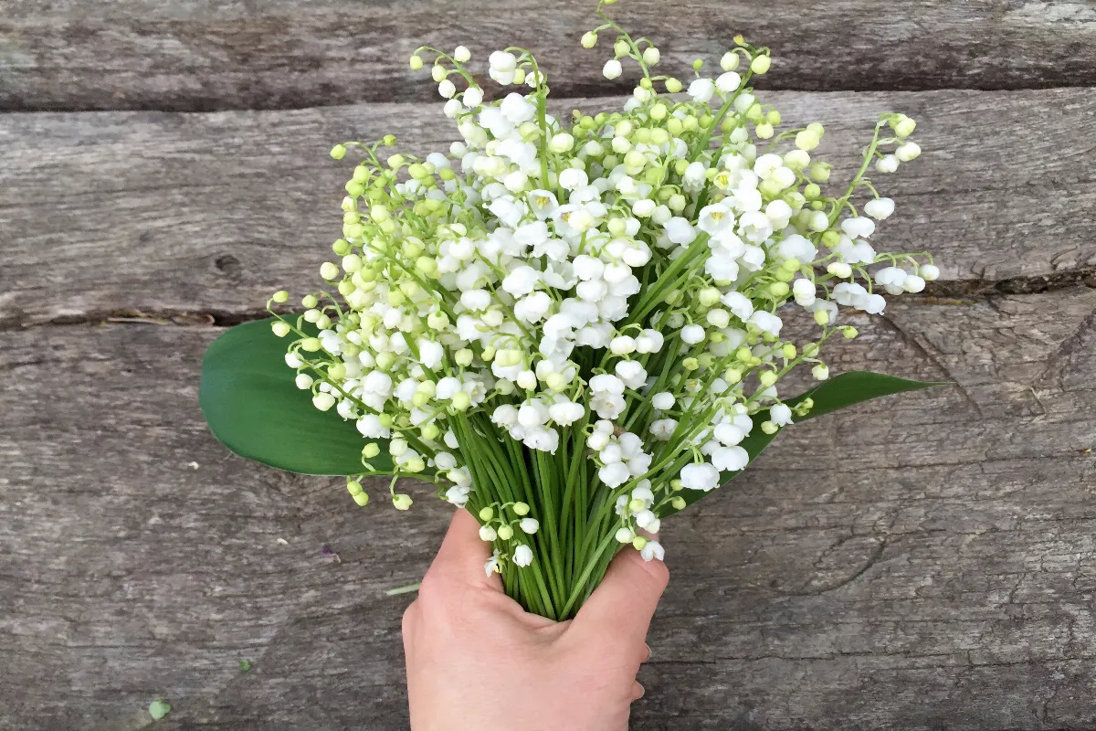 vendre-son-muguet-pour-le-1er-mai-est-ce-autorise-voici-les-regles-a-respecter-absolument