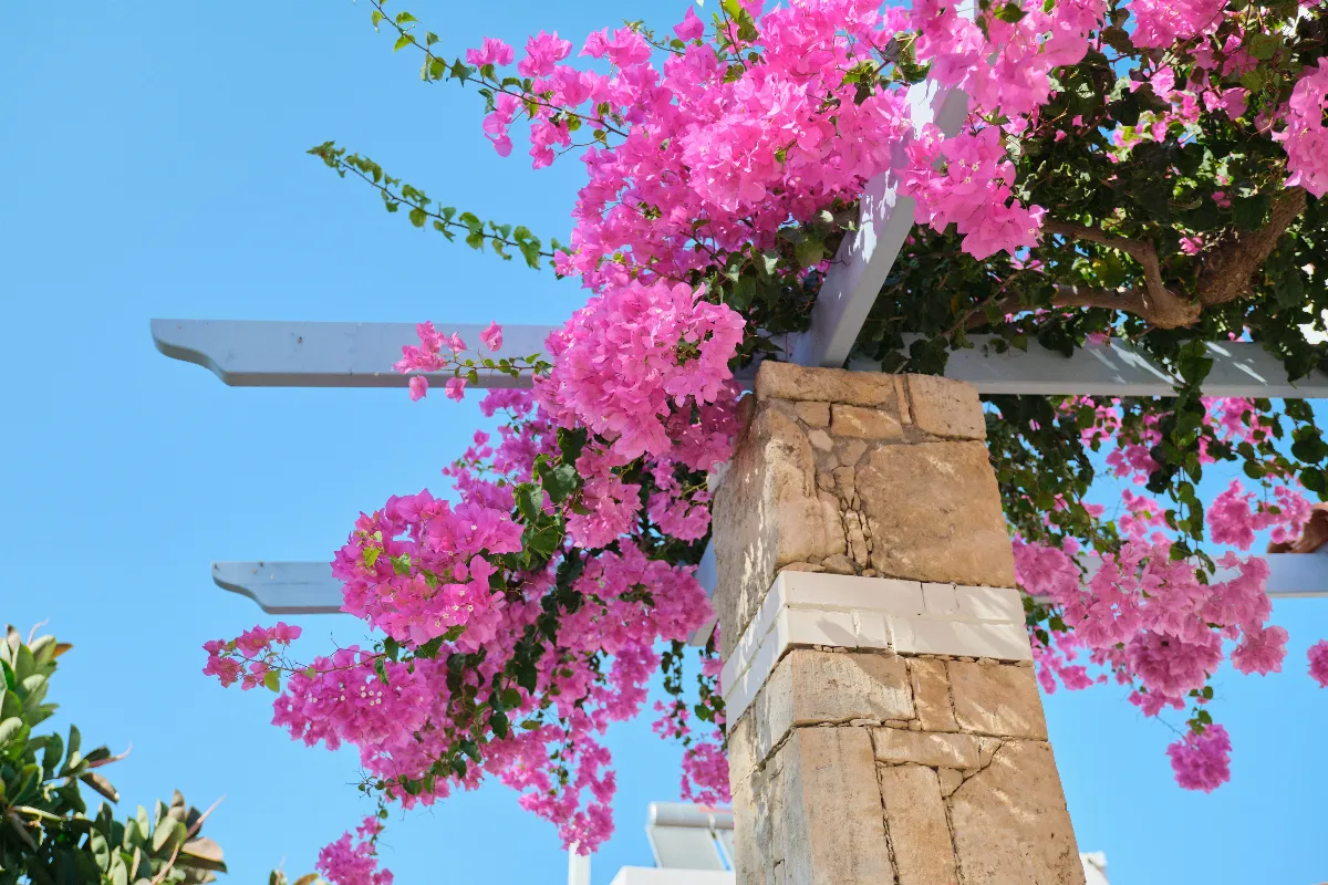 voici-ce-que-vous-devez-absolument-faire-au-mois-davril-pour-favoriser-la-floraison-de-votre-bougainvillier
