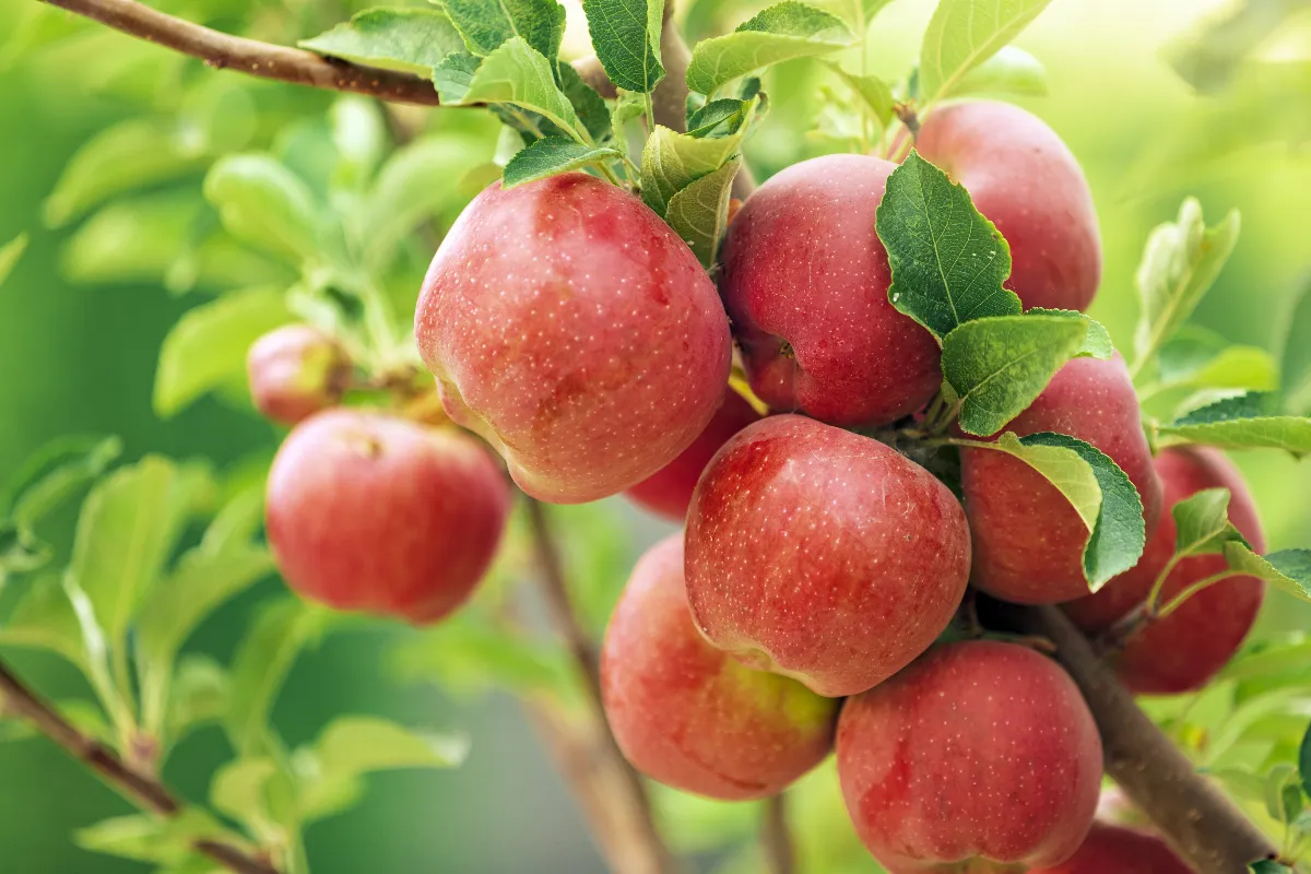 voici-comment-identifier-les-maladies-du-pommier-pour-les-traiter-rapidement