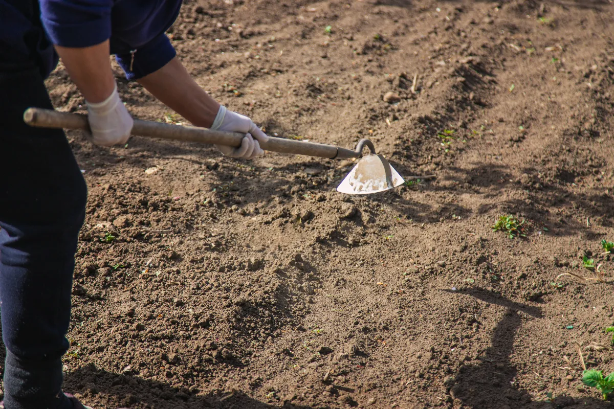 voici-comment-ramollir-le-sol-de-votre-potager-pour-pouvoir-becher-facilement