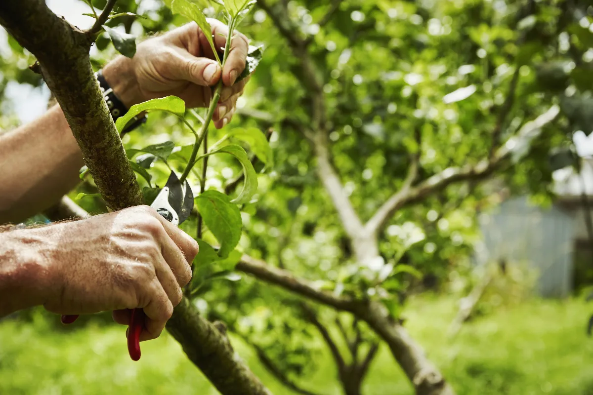 voici-comment-vous-devriez-tailler-vos-arbres-fruitiers-doublez-vos-recoltes-grace-a-cette-technique