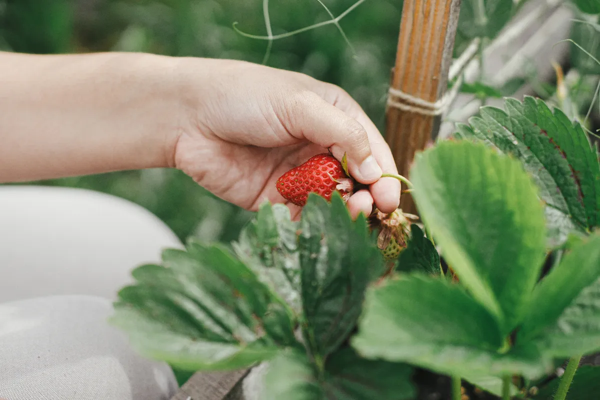 voici-la-bonne-methode-pour-repiquer-vos-fraisiers-a-quel-moment-faut-il-le-faire